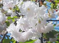 Hanami mevsimi 2