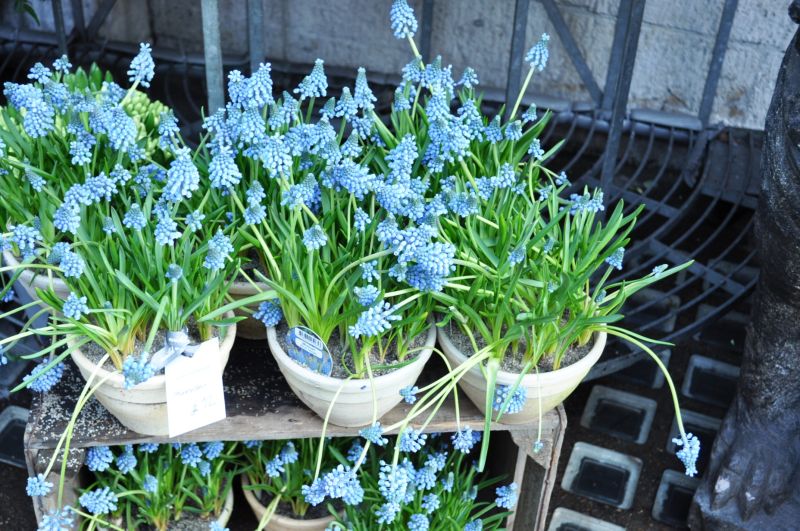 Spring in London