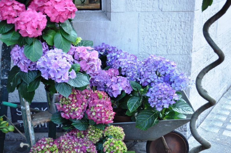 Spring in London 3