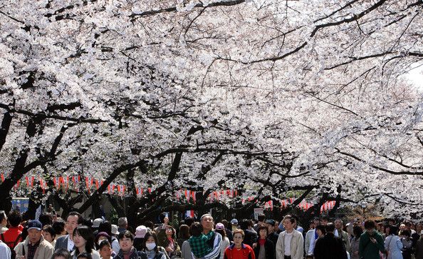 Hanami mevsimi