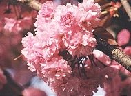 Hanami mevsimi 4