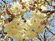 Hanami mevsimi 3